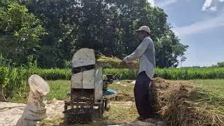 AMAZING TECHNIQUE: REMOVE RICE GRAINS FAST USING A MODERN THRESHING MACHINE! - Agriculture Farming