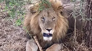 Safariferie i Tanzania