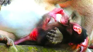 Cute Baby animal Baby Monkey Sleep For Drink On The Stone