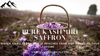 PURE KASHMIRI SAFFRON | World's Expensive Spice | How It Reaches to your home | Kashmirorigin.com