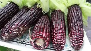 Big sweet fruit - The method of growing black corn on the terrace