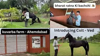 Introducing Colt - Ved 🐴 Hight - 65  || kuvarba farm - Ahemdabad || Marwari horse 😍