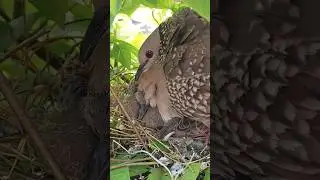 Babies Dove with mother #birds #dove #babies #shorts