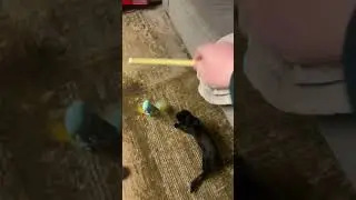Porkchop vs a jingly octopus