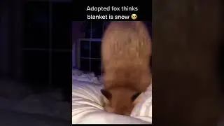 Fox core 🦊