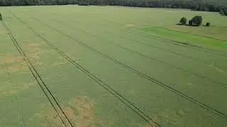 30 ha Plantacja nasienna pszenżyta ozimego TADEUS