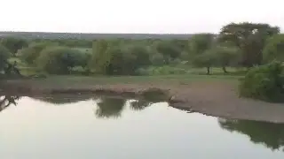 Pete's Pond Live Stream
