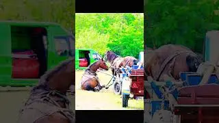@PromovariCaiRomania #cover #love #live #horse #horseshow #horselover #stallion #cai #cal