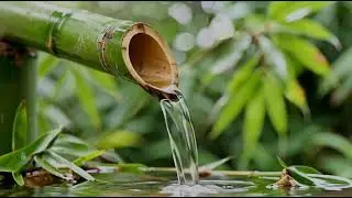 Calm Bamboo Stream in Forest | Gentle Laminar Water Flow for Relaxation