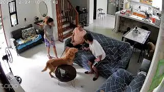 #loveanimals #careforanimals #respectanimals #dogs #goldenretriever #family #cctv #views #trending 