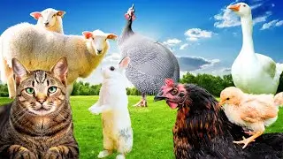 Farm Frenzy | Ducks,Patridge, Chakor,Goats,Sheep,Animal Sounds,Farm Animals,Hens, Francolin,Rabbit