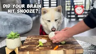 Will My Siberian Huskies Eat a 5-Star Meal?
