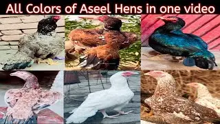 All Colors of Aseel Hens | Old Blood Lines