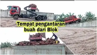 disini tempatnya @driver sawit antar buah dari blok