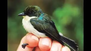 Vocalization of Satin Berrypecker