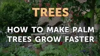 How to Make Palm Trees Grow Faster