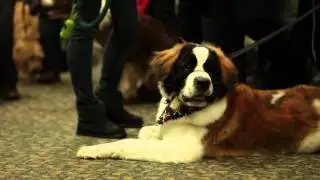 Dog Lovers Days - The Best Events for Dog Lovers #ad