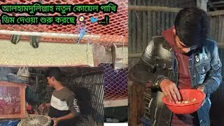 আলহামদুলিল্লাহ নতুন কোয়েল পাখি ডিম দেওয়া শুরু করছে🍳🐦.....! #viral #vlog #video