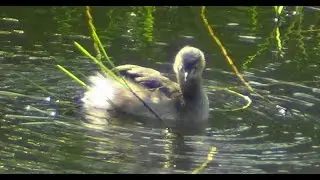 Little Grebe_ taking care of feather in the pool.