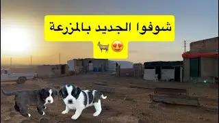  يوم جميل بالمزرعة وضيوف جدد 🐐