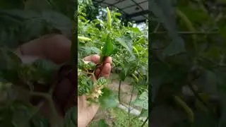 Chili Leaves: A Simple Plant with Powerful Herbal Benefits #HerbalChiliLeaves #MedicinalHerbs