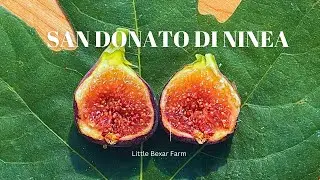 MY BEST MT.ETNA VARIETY! SWEET, JAMMY BERRY FLAVOR AND SOFT SKIN!