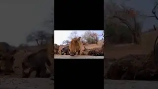 warthog