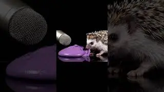 Squishy time!✨ Your daily dose of relaxation has arrived #squishyslime #visualasmr #satisfyingsounds