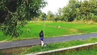 Drone Hiburan sore hari di pesawahan.#drondjimini 2 Se