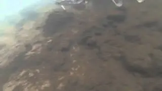 Pike on spinner