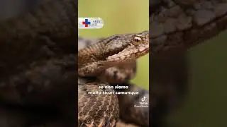 Cosa fare se si viene morsi da un serpente vipera - Ares 118 Lazio