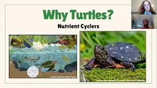 Wild Turtle Week Partner Engagement Webinar 2025