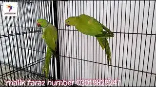 Multan birds market || Birds setup for sale || Birds price update market 2021 || #pets || #cat ||