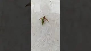 Biological Pest Control🐛🐞| Potter Wasp entering eggs into the body of a caterpillar 😱|Entomology🦋🐝Ag