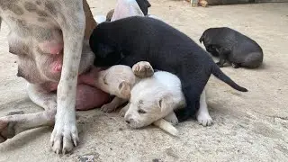 She took her baby run front my house 🏡 morning activities 