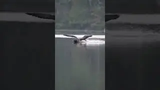 Loon coming in for landing: call of the wild #birds #wildlife #lake