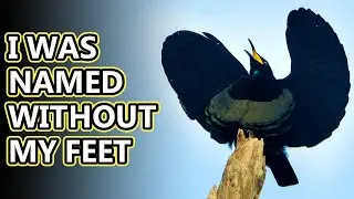 Bird of Paradise facts: the prettiest birds alive? | Animal Fact Files