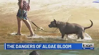 How to protect your pets against toxic algae blooms