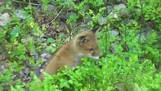 🦊 Learn About Foxes &ndash; Fun Fox Facts for Curious Kids!