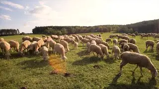 Lammfleisch aus den Juralandschaften der Oberpfalz &ndash; Nat&uuml;rlich. Regional. Mit Respekt. 🐑🌿
