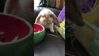 Chubby bunny eating food. 🐰