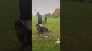 Very reactive Rhodesian Ridgeback.
