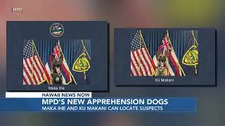 Maui Police Department welcomes 2 dogs to the force