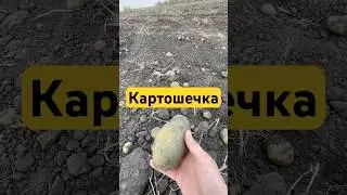 Potato field!
