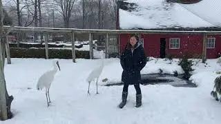 Siberian Crane Cold Adaptations