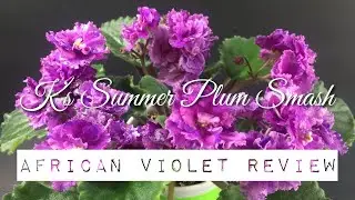 K's Summer Plum Smash - African Violet Review
