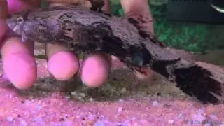 Sleepy goby fish - Swimming in hand