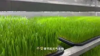 Fodder Grass Growing for Modern Livestock Farming #livestock #livestockfarming #foddergrass