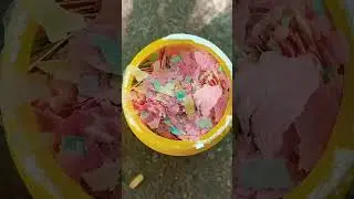 Flake fish food #tropicalfish #aquarium