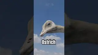 Why ostriches hide their heads? 😨